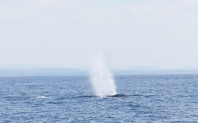 486e4c_89bc0sss_ss22e (3)